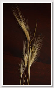 Barley grass