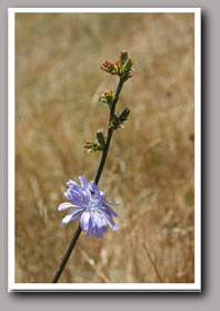 Chicory