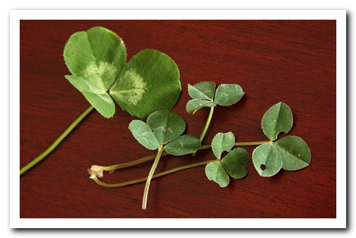 persil grass affected!