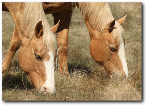 Indy and her daughter Tawny eating brown top