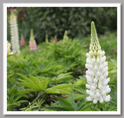 Lupine