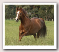 Posh running through good grass in spring