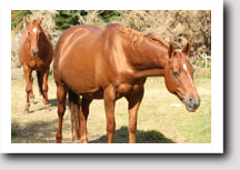 Merlot 10months pregnant