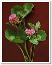 red clover