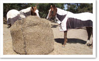 hay
