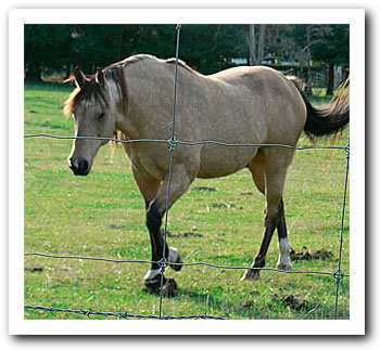 Metabolic pony