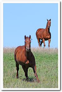 persil & Copper