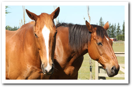 Nibbler and the Phantom