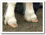 dimples hooves after
