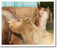 Domples and cherokee