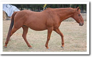 Calm healthy horse