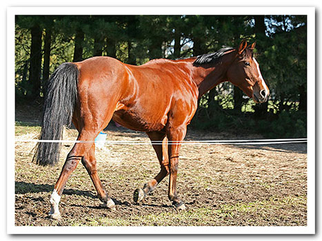 persil grass affected!