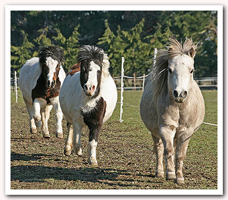 Ponies racing at Mini Ha Ha