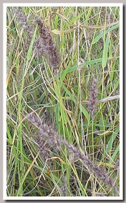 Buffel grass
