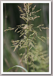 Panic grass