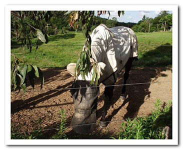 In Australia, covering to prevent insect bites.